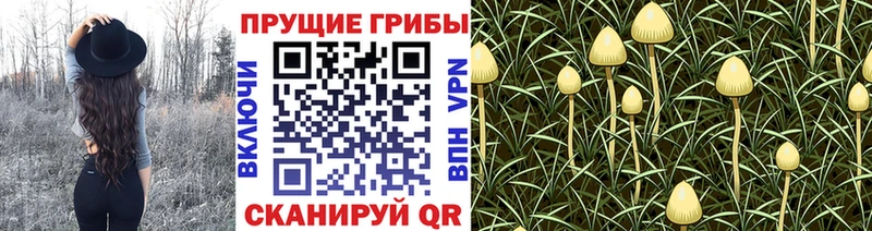 Псилоцибиновые грибы мицелий  Якутск 